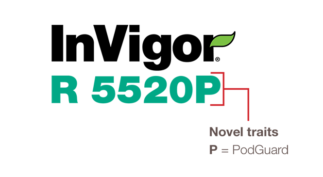 invigor-canola